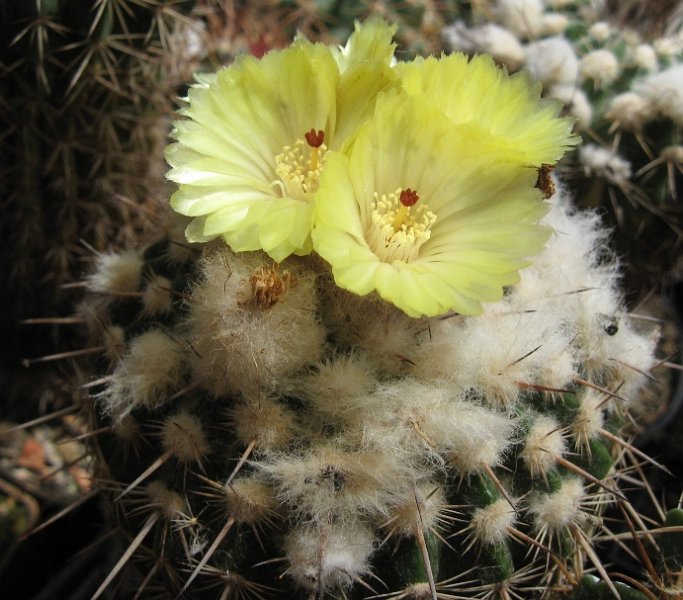 Wigginsia neohorstii